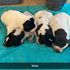 German Wirehaired Pointer Puppies from Dreesen's Dogs