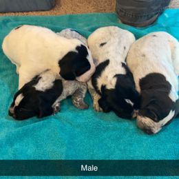 German Wirehaired Pointer Puppies from Dreesen's Dogs