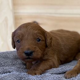 Balsam - Red  male Goldendoodle puppy in Stevens, Pennsylvania from Pebble Paws Lane