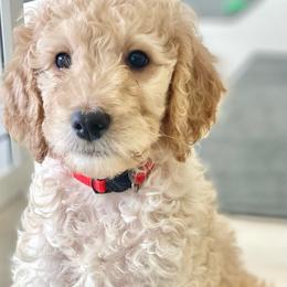 Joey (Red Collar) - Caramel cream female Labradoodle puppy in Toledo, Washington from Bigfoot Doodles
