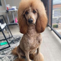 Honey - Poodle