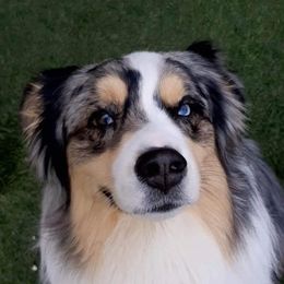 Remi - Miniature Australian Shepherd