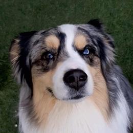 Remi - Miniature Australian Shepherd
