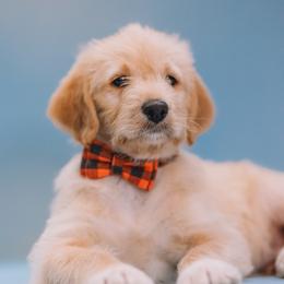 Aussiedoodle and Labradoodle Puppies from Doodles on Duty