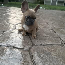 French Bulldog Puppies from Yellowstone Frenchies