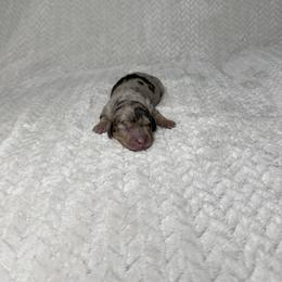 Boy 4 - male Dachshund puppy in Blackfoot, Idaho from 208 Weenies