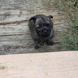 Tiny - Brindle female Cairn Terrier puppy in Shelocta, Pennsylvania from HC4 Homestead Cairn Terriers