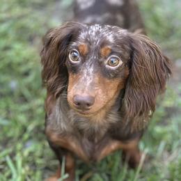 Mer - Dachshund