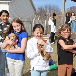 Australian Labradoodle Puppies from EllsWORTH Labradoodles LLC