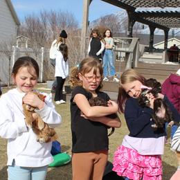 Australian Labradoodle Puppies from EllsWORTH Labradoodles LLC