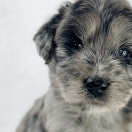 Aussiedoodles and Australian Shepherds from Mr and Mrs Doodle Farm