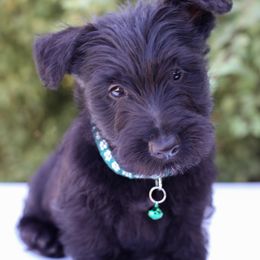 Hunter - Black male Scottish Terrier puppy in Mount Joy, Pennsylvania from K&M Kennel