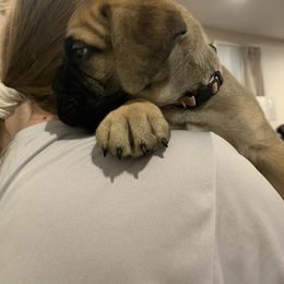 Bullmastiff Puppies from Curnwood’s Bullmastiff’s
