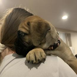 Bullmastiff Puppies from Curnwood’s Bullmastiff’s
