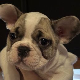 French Bulldog puppies from Chinnychinchinofsalem
