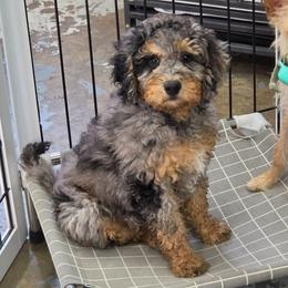 Yoda - Merle male Bernedoodle puppy in Payson, Utah from All Around Royalty & Royal Whisper Companions