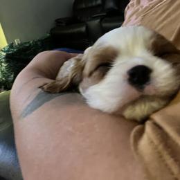 Cavalier King Charles Spaniel Puppies from SHANNON'S CAVALIERS