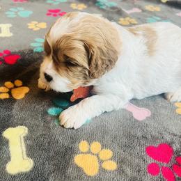 Mercedes - Blenheim female Cavapoo puppy in Avon, Indiana from Puppylove for Doodles