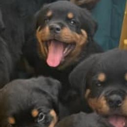 Rottweilers from Rottiesofdfw