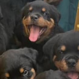 Rottweilers from Rottiesofdfw