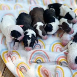 Sheepadoodle Puppies from SLO Sheepadoodles