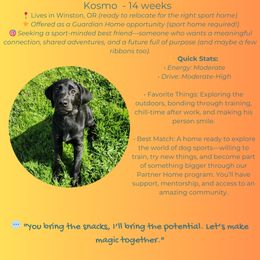 Kosmo - Black Labrador Retriever puppy in Winston, Oregon from Feywild Kennels