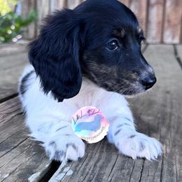 Brindle Pointed Piebald Girl - Brindle female Dachshund puppy in Houston, Texas from L&L 4D Dancer’s Dachshunds