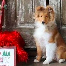 Shetland Sheepdogs from Kim Spencer