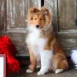Shetland Sheepdogs from Kim Spencer
