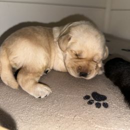 Labrador Retriever Puppies from Red Barn Family Labs