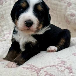 Rocky (black collar boy) - Tri-color male Bernedoodle puppy in Colorado Springs, Colorado from Mercy Mountain Bernedoodles