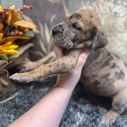 Dachshund and Great Dane Puppies from Ballistic Danes & Dachshunds