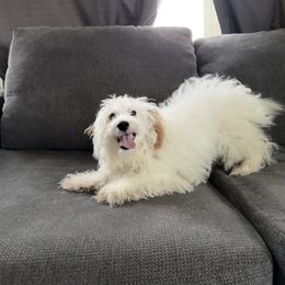 Marshall - Apricot male Cavapoo puppy in Chino, California from Coopers Lane Puppies