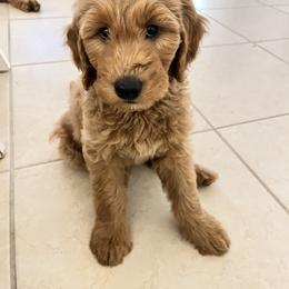 Goldendoodle Puppies from Darling Doodles