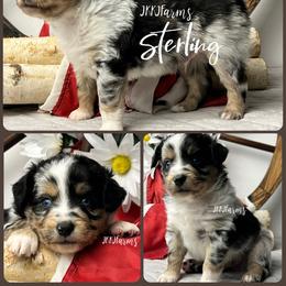 4 Sterling, BMM - Blue merle male Miniature American Shepherd puppy in Huntington, Texas from JKKJ Farms, LLC