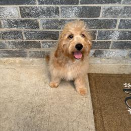 Girl - Apricot female Goldendoodle puppy in Katy, Texas from Sweet T Doodles