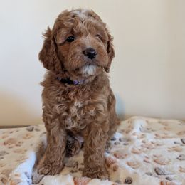 Eleanor "Ellie" - female Whoodle puppy in Layton, Utah from Penny's Puppies