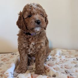 Eleanor "Ellie" - female Whoodle puppy in Layton, Utah from Penny's Puppies