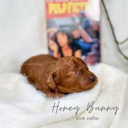 Cavapoo Puppies from Pup Fiction Breeders