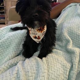 Assorted Doodle Crosses, Double Doodle, Maltipoo, Morkie, and Yorkipoo Puppies from Danza Bolo