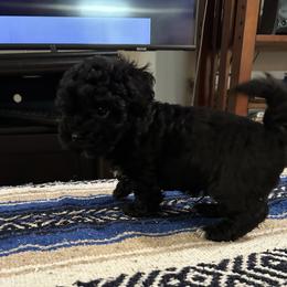 Boy 1 - Black male Havanese puppy in North Richland Hills, Texas from A Royal Havanese Court