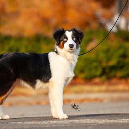 Miniature American Shepherd Puppies from TaraFox Miniature American Shepherds