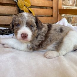 Grace - Chocolate merle female Bernedoodle puppy in Austin, Texas from Boutique Bernedoodles & Co.
