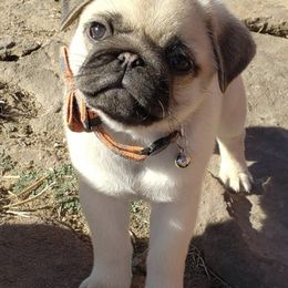 Pugs from Rachael Kruse