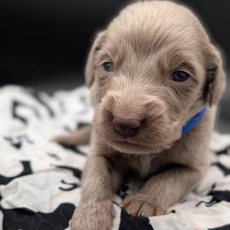 Ranger - male Long Haired Weimaraner puppy in Evart, Michigan from Drehbar Weimaraners