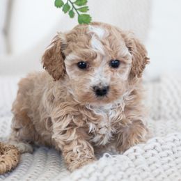 Maltipoo, Shichon, and Shihpoo Puppies from Timbercreek Puppies