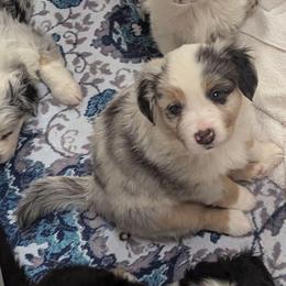 Honey - Blue merle female Miniature Australian Shepherd puppy in Douglasville, Georgia from Laurie's Miniature Australian Shepherds