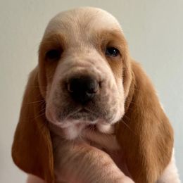 Dark Green collar - 3,550.00 - Lemon and white male Basset Hound puppy in Columbia, South Carolina from Pawmetto Hounds