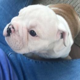 Lilo Purple - Red and white female Bulldog puppy in Laurel, Montana from Bull Mountain Bulldogs