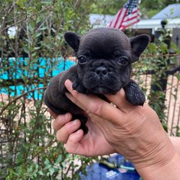Small Black Female - French Bulldog puppy in Church Point, Louisiana from Dayna’s Goldens (Acadia’s Golden Retrievers)